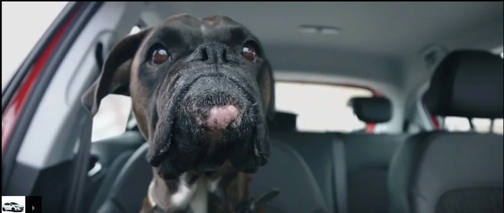 Dog