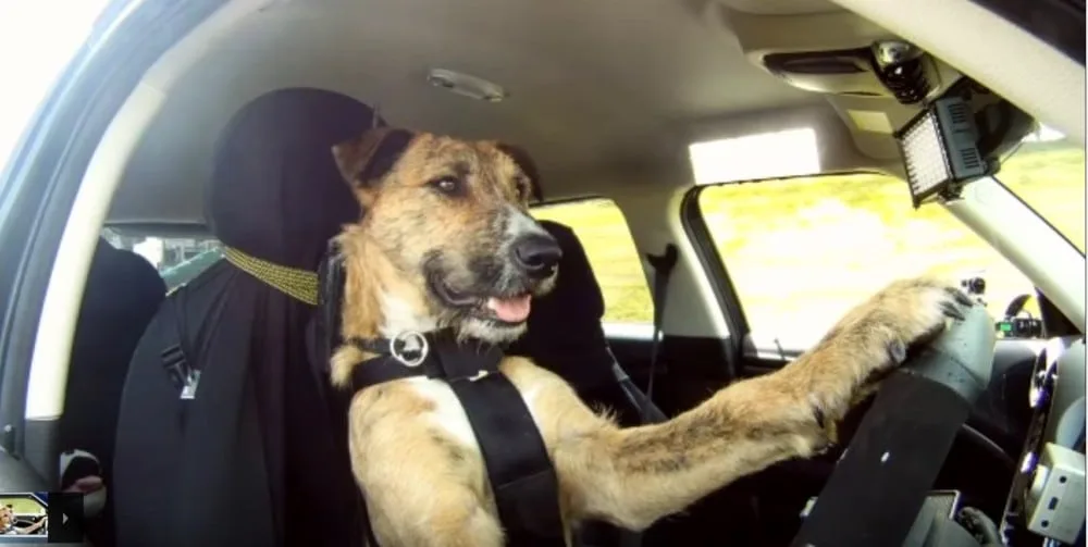 dog