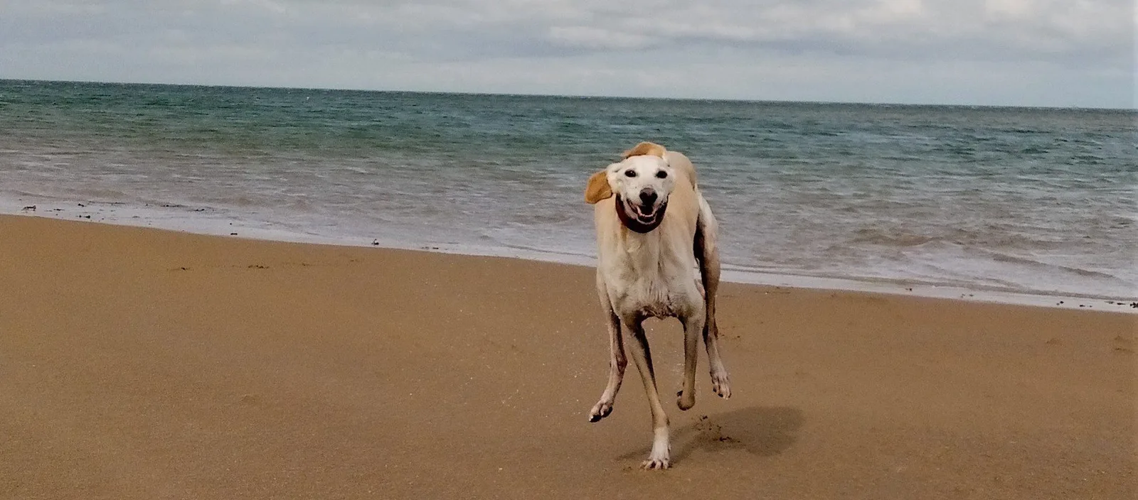 Ralf Red Wharf Bay